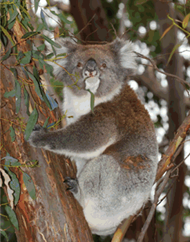Images from Dharwal State Conservation Area